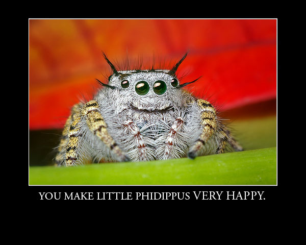 PhidippusHappy.jpg